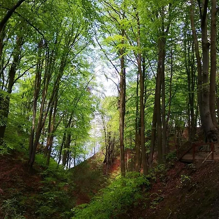 Zdrojowy Daire Jastrzębia Góra